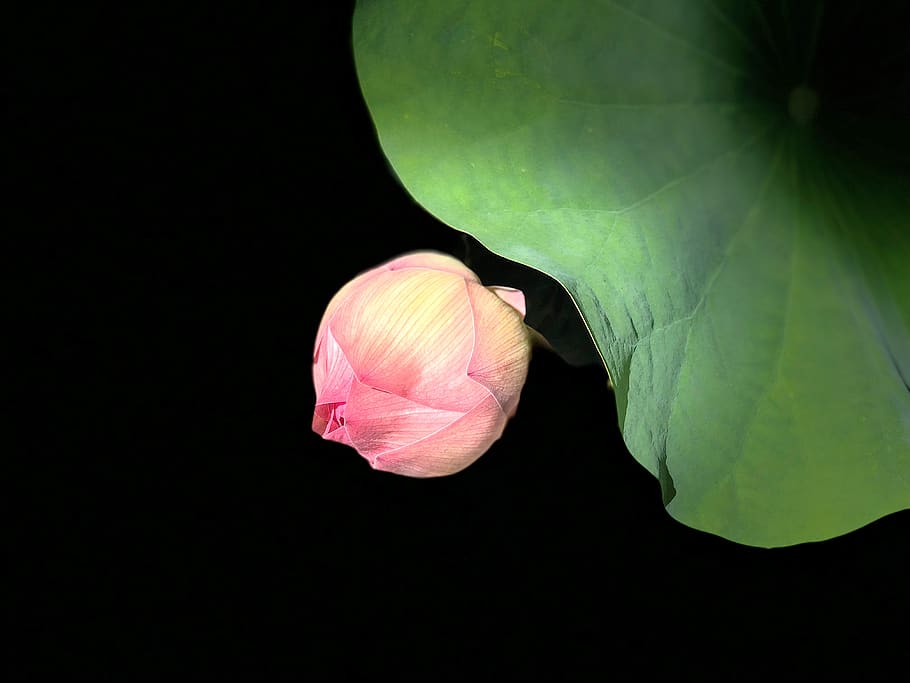 lotus, simple, black, bud, flower, beauty in nature, close-up HD wallpaper