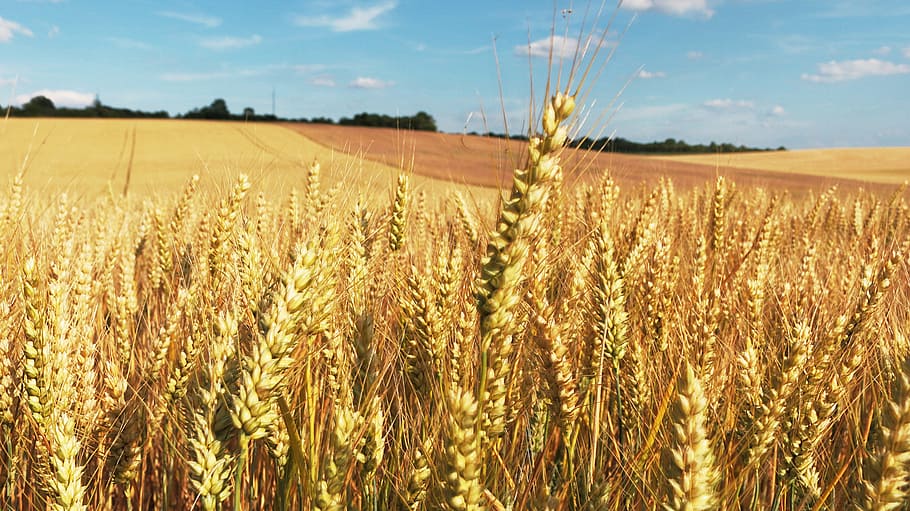 rice grains field, cornfield, wheat fields, agriculture, cereals HD wallpaper