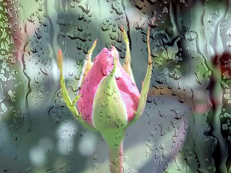 macro photography of pink rose flower bud, rain, rain drops HD wallpaper