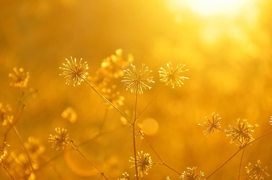 shallow photography of white flowers plants, sunset, autumn HD wallpaper