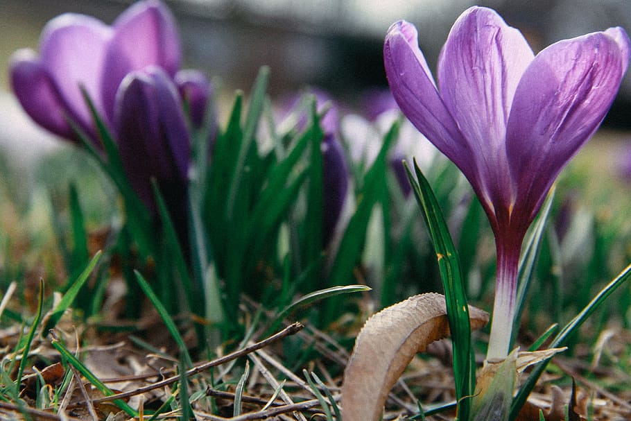First spring flowers, nature, crocus, plant, purple, springtime HD wallpaper