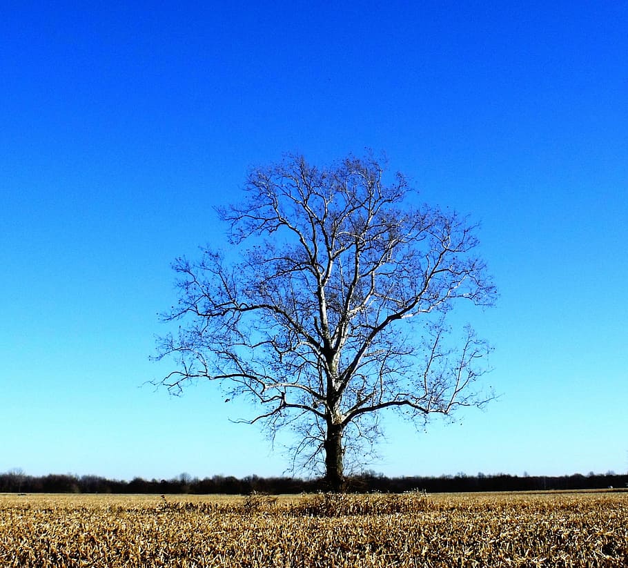 Tree, Field, Nature, Countryside, Sky, blue, bright, glow, environment HD wallpaper