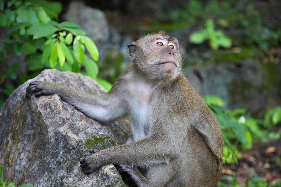 monkey, macaque, thailand, primate, wildlife, expressive, asia HD wallpaper