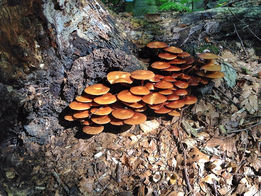 mushrooms, tree, brown, autumn, shadow, sun, forest, forest floor HD wallpaper