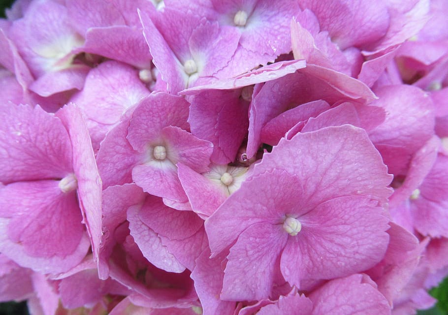 flower, hydrangea, purple, rain, pink color, plant, flowering plant HD wallpaper