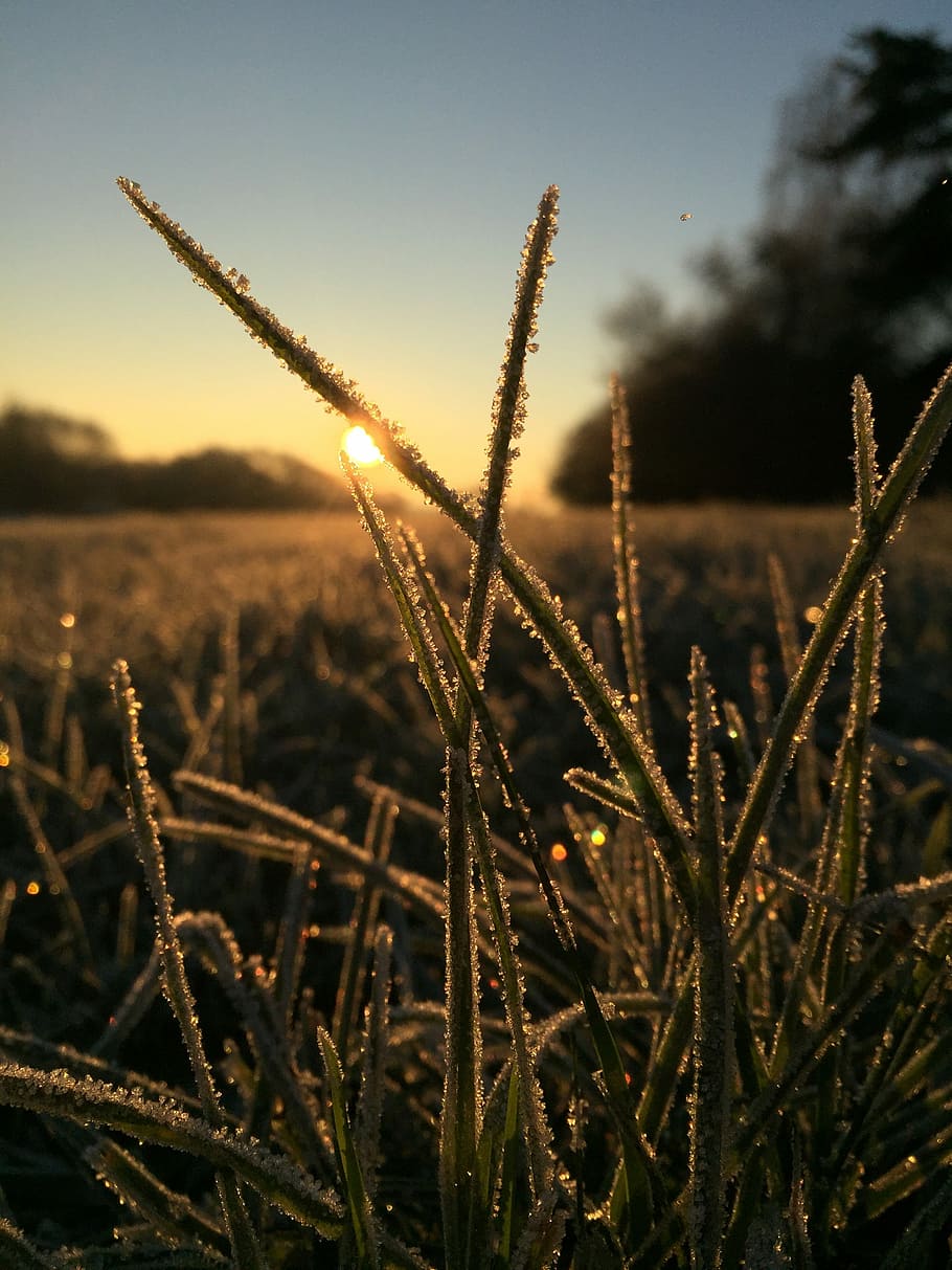 Grass, Close, Grasses, Nature, Sunrise, early maturing, cold HD wallpaper