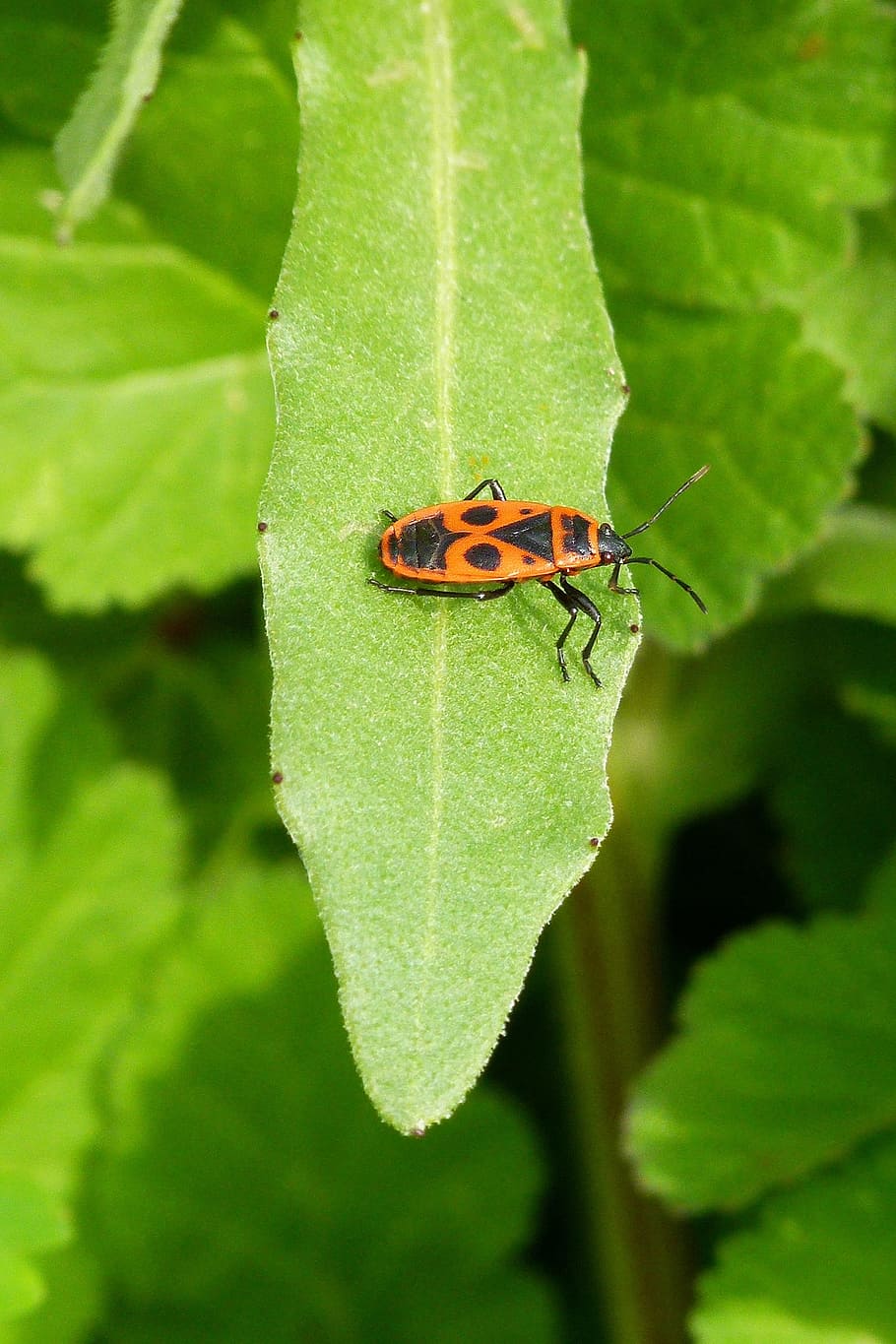 bug, pyrrhocoris apterus, insect, nature, leaf, plant, outdoors HD wallpaper