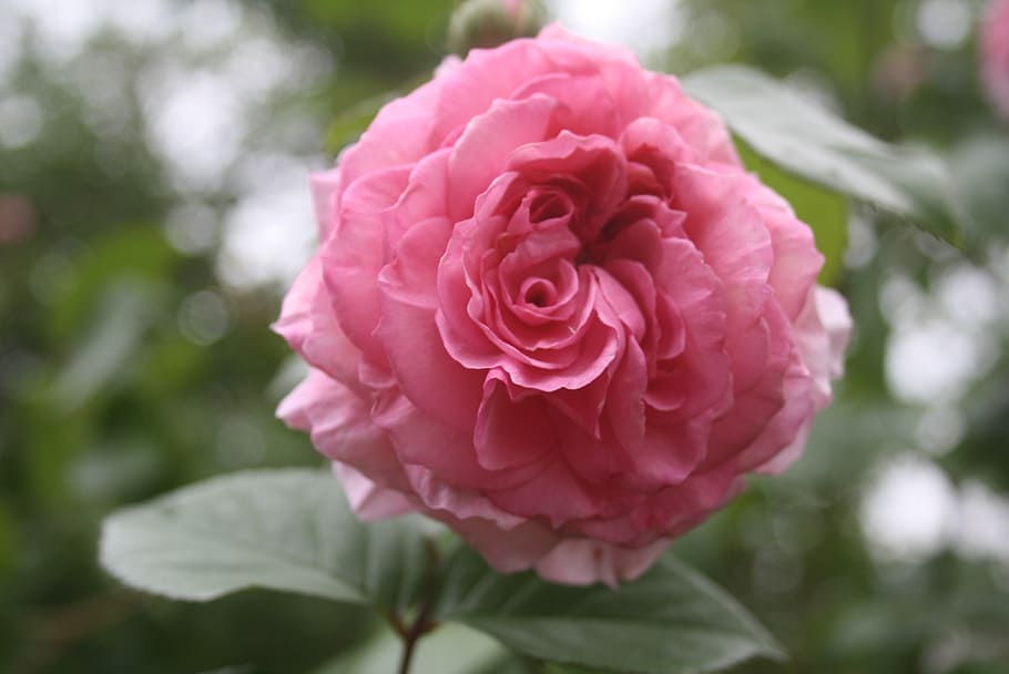 rose, pink, spring, flower, petal, romantic, blossom, bloom HD wallpaper