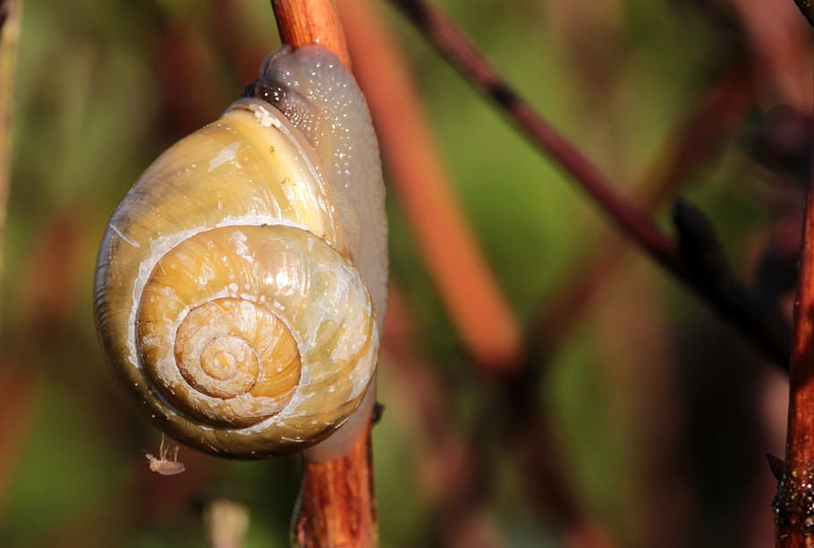 shell, snail, garden bänderschnecke, cepaea hortensis, snail shell, HD wallpaper