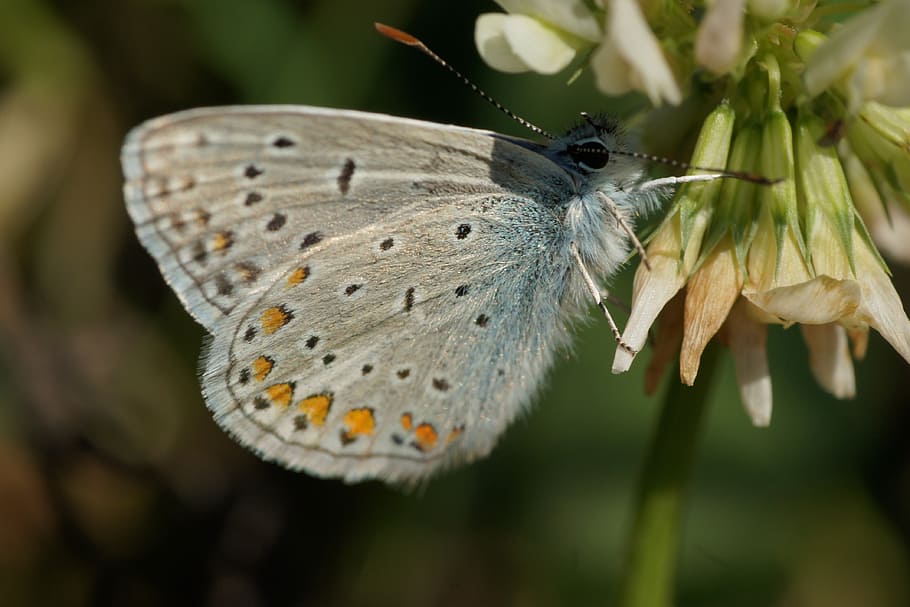 butterfly, insect, wing, summer, animal wildlife, invertebrate HD wallpaper