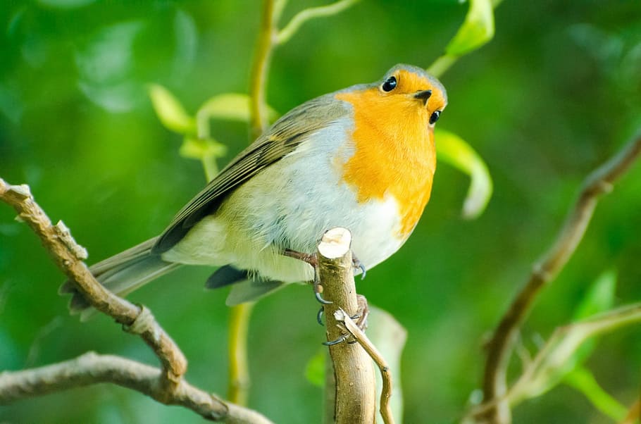 selective focus photo of white and yellow bird on tree branch HD wallpaper
