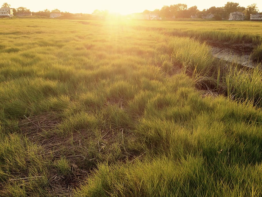 green field under orange sunset, yellow, meadow, grass, sky HD wallpaper