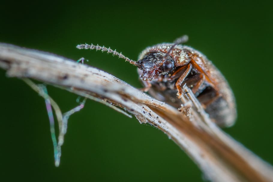 macro, insect, beetle, animal themes, invertebrate, animal wildlife HD wallpaper