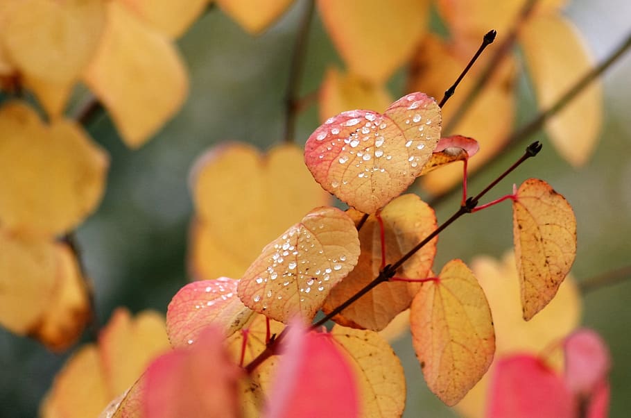 nature, leaf, flora, fall, outdoors, tree, plant, close-up HD wallpaper