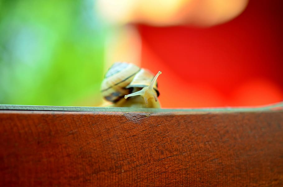 Snail, Probe, Macro, Background, Bokeh, summer, wood, garden HD wallpaper