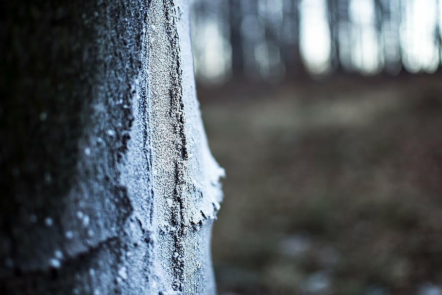 tree, snow, nature, slovakia, cold, bark, tribe, selective focus HD wallpaper