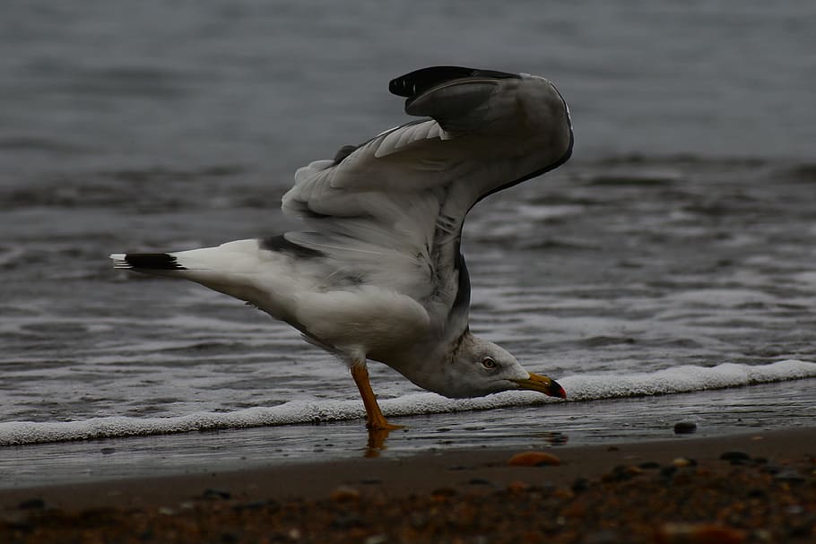 animal, sea, beach, wave, seabird, sea gull, seagull, blades HD wallpaper