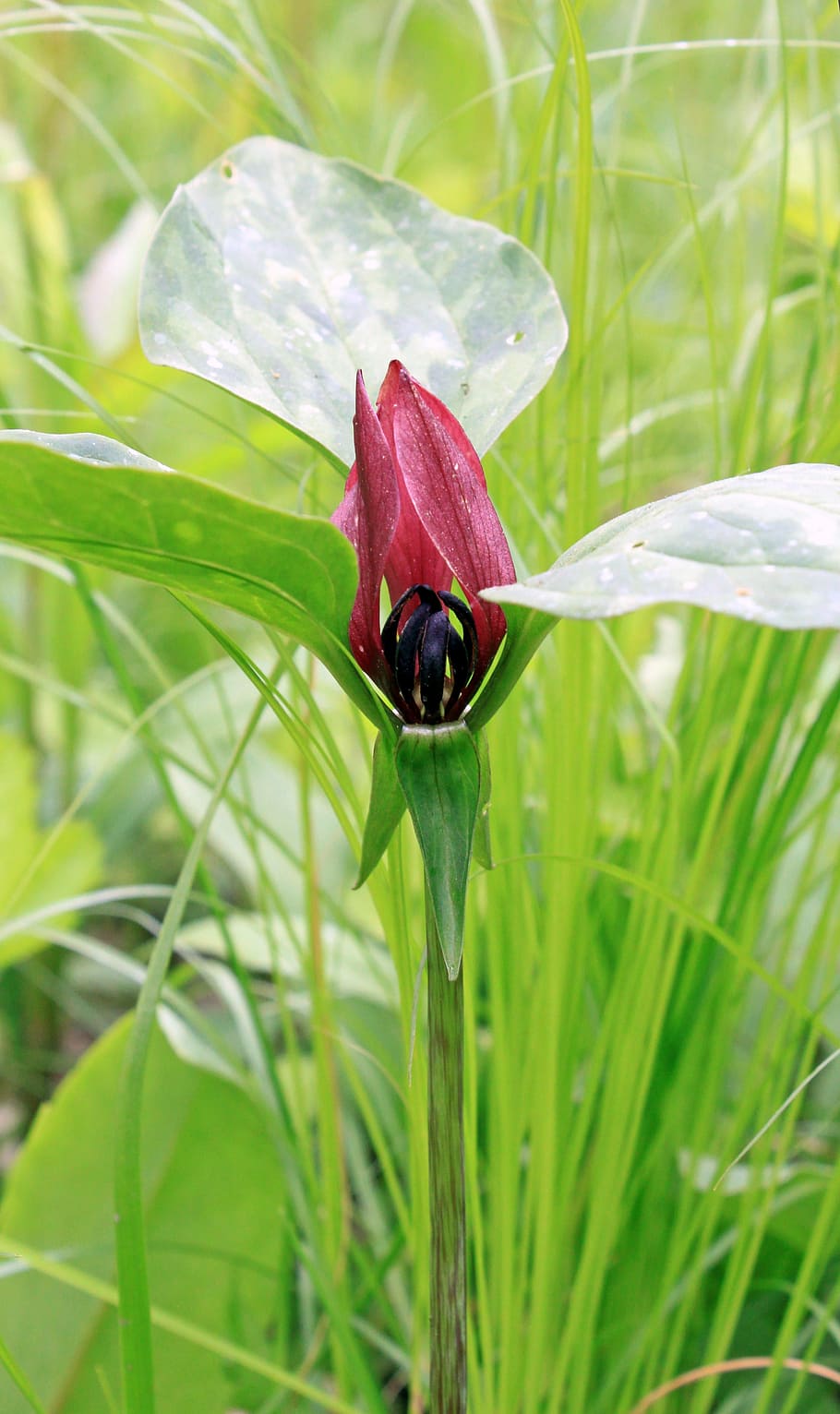 Red Trillium, Rare, Leaf, leaves, native, specimen, stamens HD wallpaper