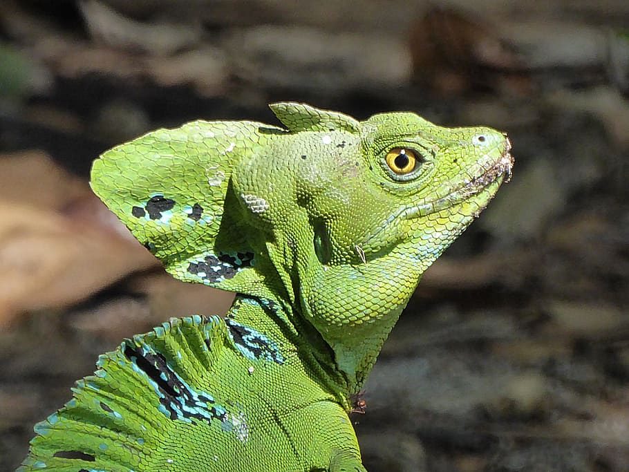 Lizard, Basil, Reptile, green, costa rica, crete, animal, nature HD wallpaper