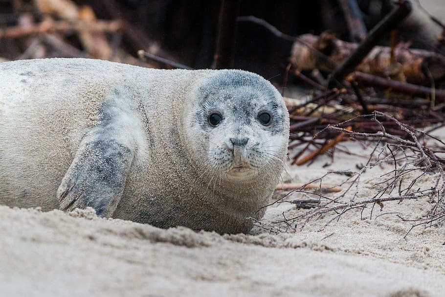 black seal on ground, grey seal, robbe, halichoerus grypus, beach