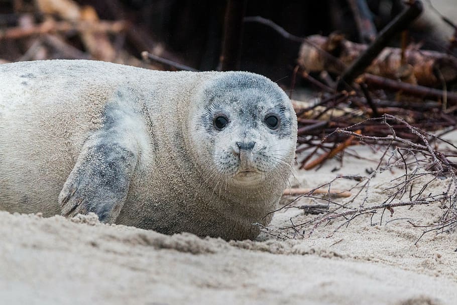 black seal on ground, grey seal, robbe, halichoerus grypus HD wallpaper