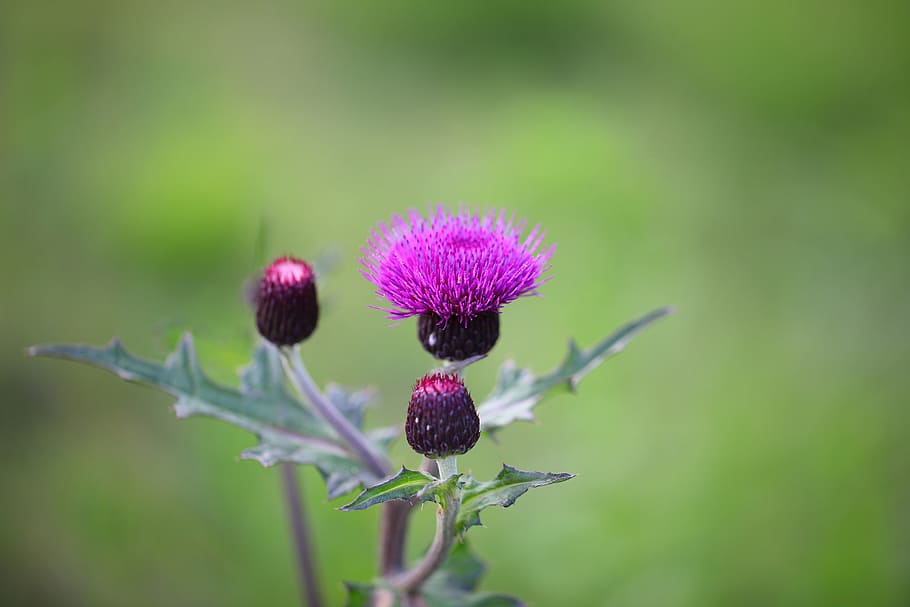 selective focus photography of purple thistle flowers, nature, HD wallpaper