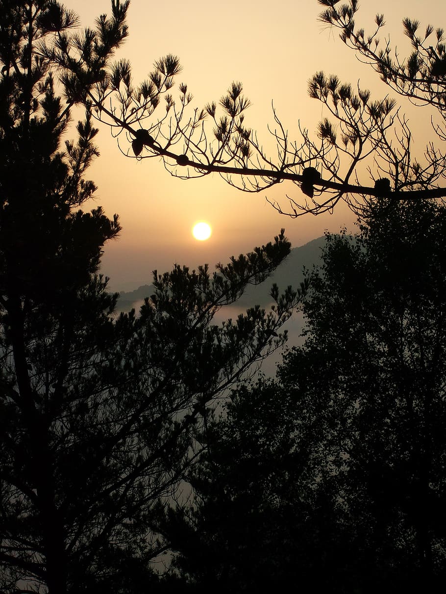 tree, nature, silhouette, dawn, landscape, sky, plant, beauty in nature HD wallpaper