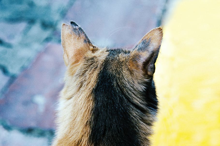 untitled, cat, animal, pet, kitten, fur, one animal, animal themes HD wallpaper