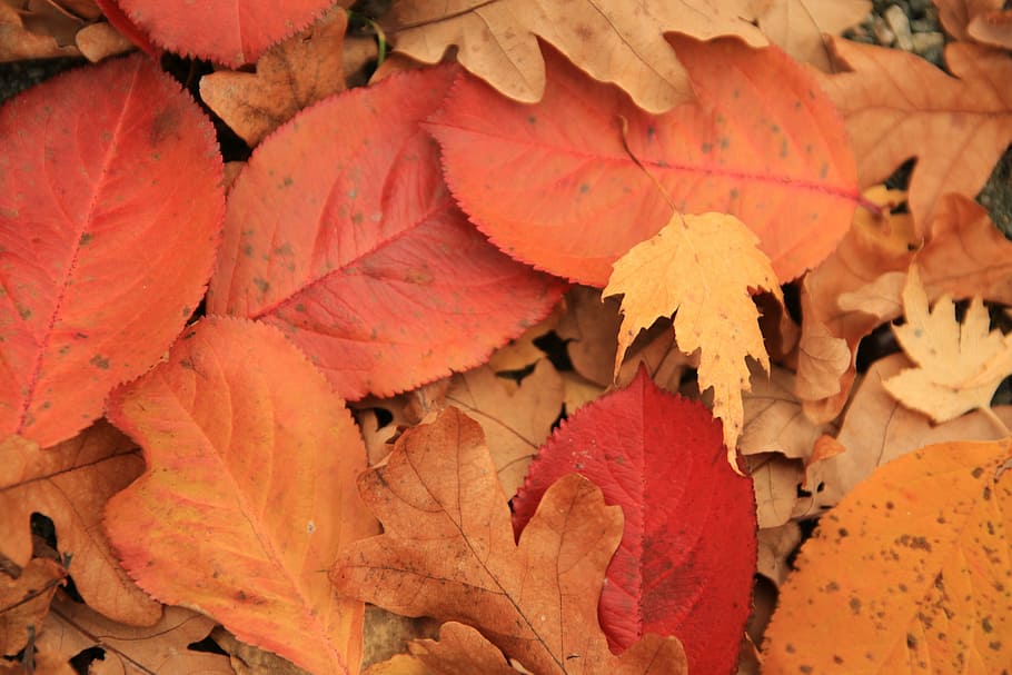 autumn, leaf, fall, nature, yellow, red, season, orange, autumn leaves HD wallpaper
