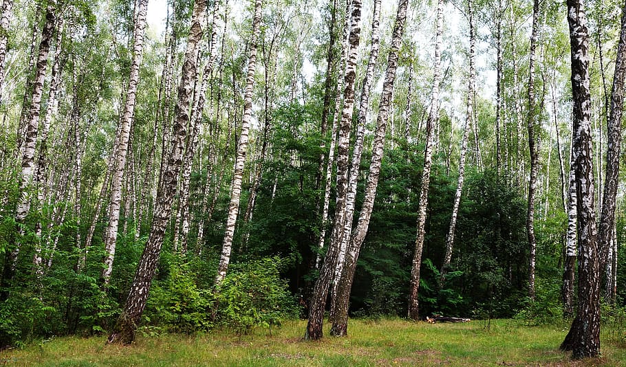 Forest, Nature, Birch, Grass, living nature, landscape, tree HD wallpaper