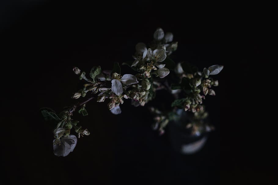 closeup photography of bloomed flowers, close up photography of green leaf plant HD wallpaper