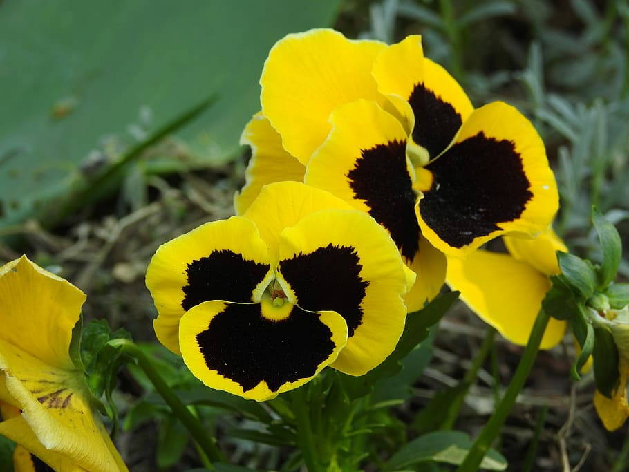 nature, plant, flower, leaf, garden, floral, summer, blooming HD wallpaper