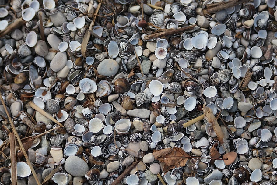 texture, background, pattern, nature, shell, seashell, background image HD wallpaper