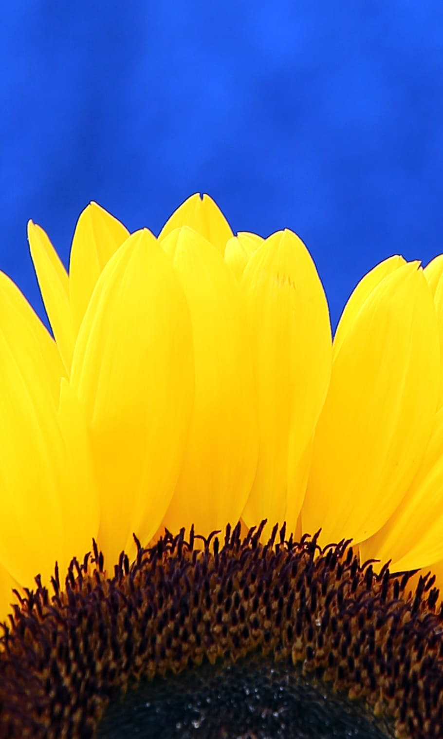 sun flower, blossom, bloom, close, yellow, blue, summer, flowering plant HD wallpaper