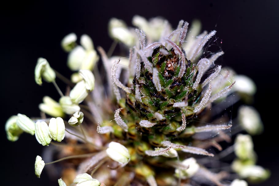 plant, bud, flower, nature, close-up, flowering plant, fragility HD wallpaper