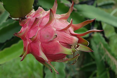 dragon fruit, red dragon fruit, pitaya, cactaceae, flower, growth HD wallpaper