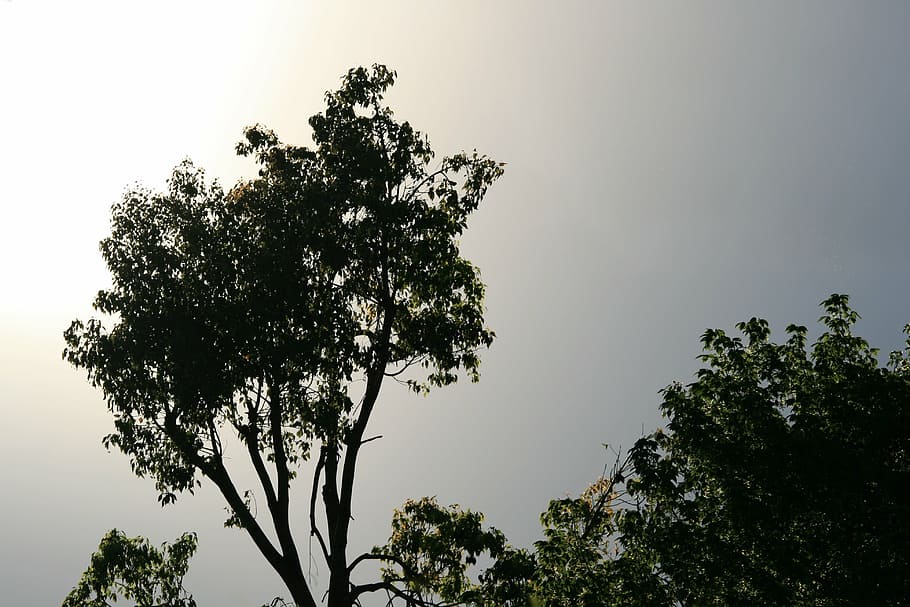 tree, tall, green, sky, grey, glow, sun, light, plant, growth HD wallpaper