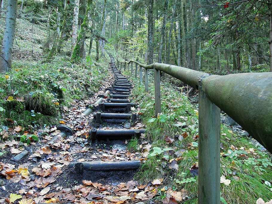 mountain steps surrounded by trees, natural forest, path, green HD wallpaper