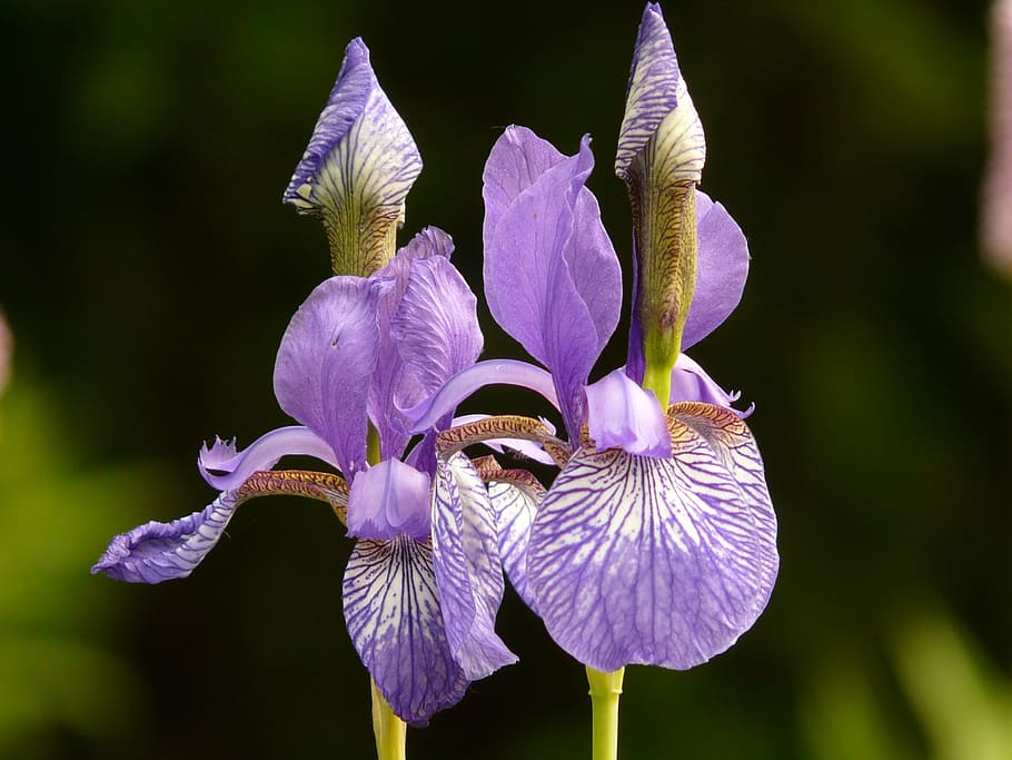 selective focus photography of purple iris flowers, different colored irises HD wallpaper