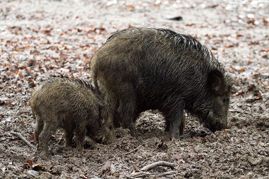 wild boars, animals, forest, pig, domestic Pig, mammal, piglet HD wallpaper
