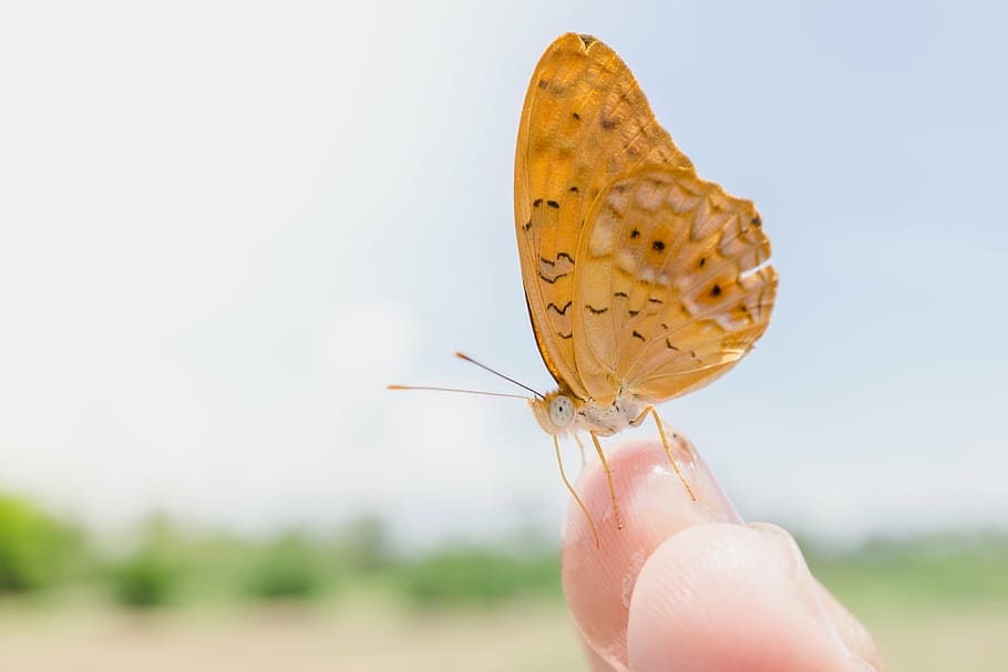 butterfly, up close, brown, wings, insects, finger, hands, human