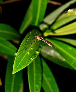 Mosquito, Winged Insect, Bug, malaria, pest, west nile virus HD wallpaper