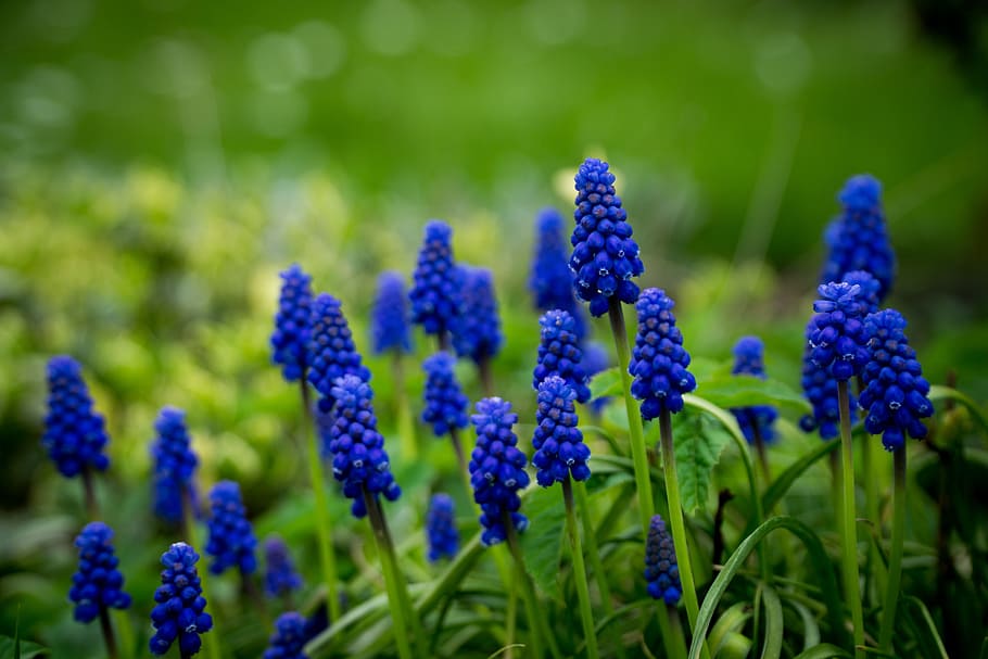 flowers, green, nature, macro, flora, plant, spring, flowering plant HD wallpaper
