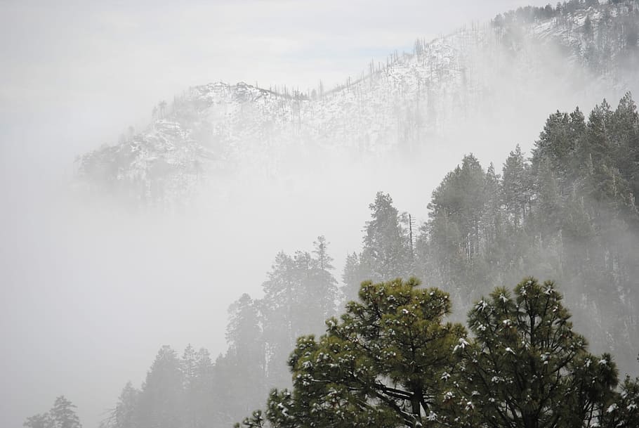 Mountain Winter Fog, trees coated snow, woodland, plant, beauty in nature HD wallpaper