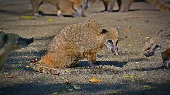 coati, animal, creature, small bear, animal world, south american coati HD wallpaper