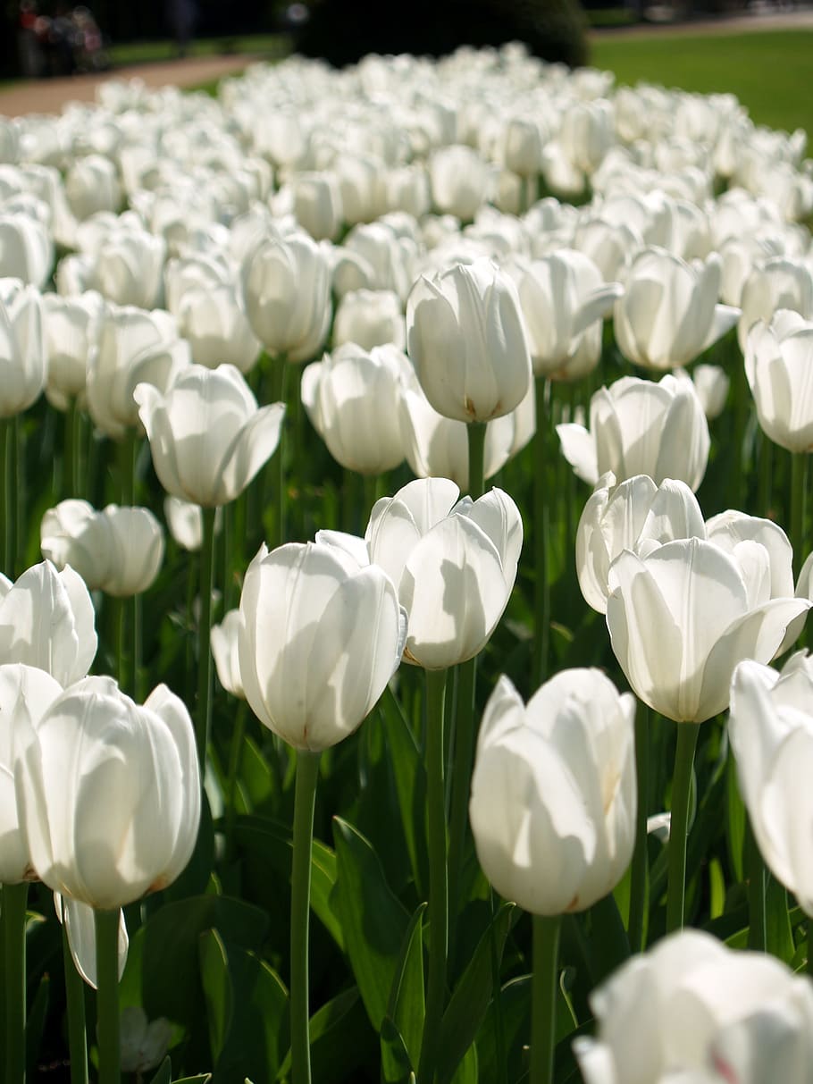 tulips, white flowers, bed, plant, flowering plant, white color HD wallpaper