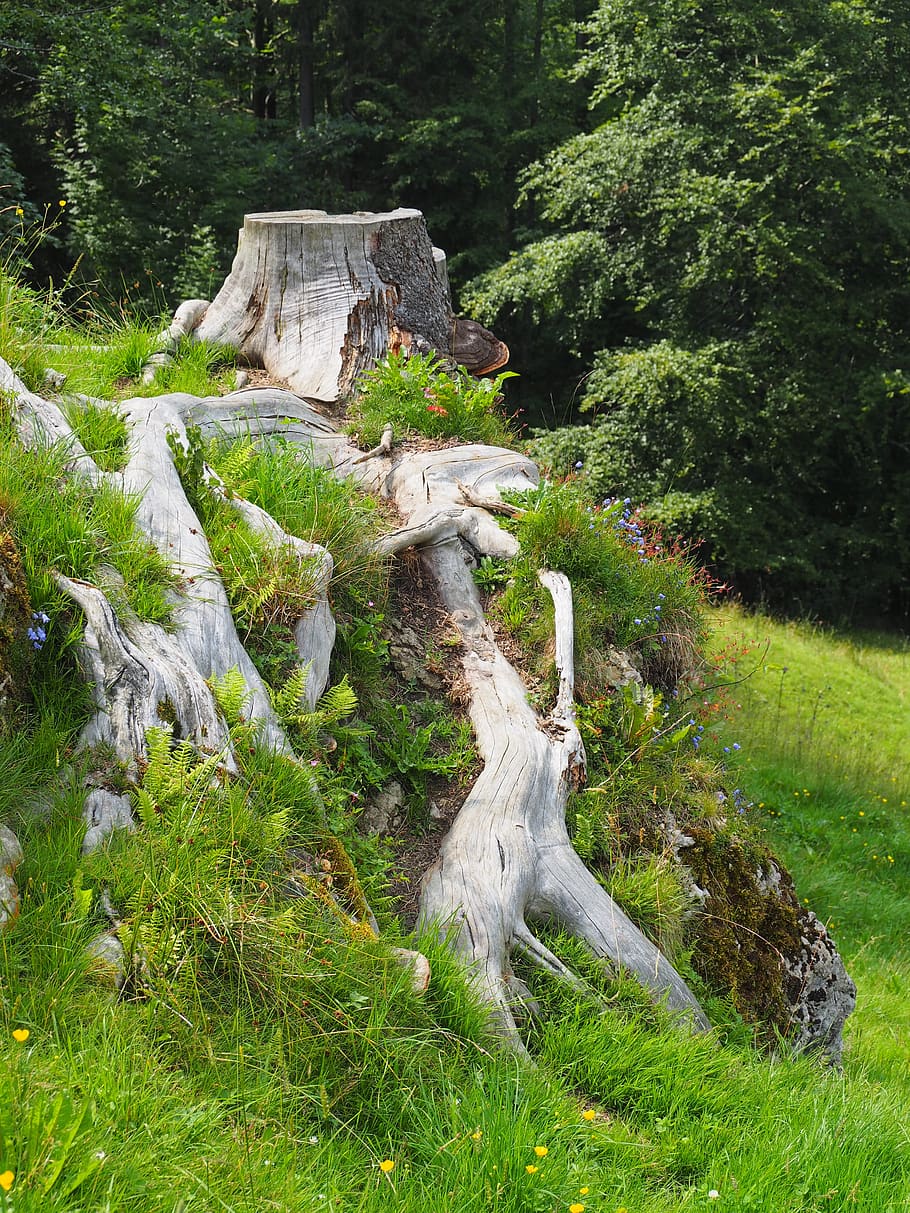 root, rhizome, nature, rooted, tree trunk, flora, flower, plant HD wallpaper