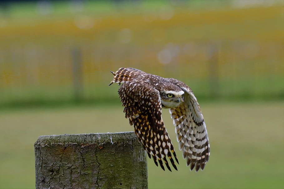 flying brown barn owl, burrowing owl, small owl, bird, wildlife HD wallpaper