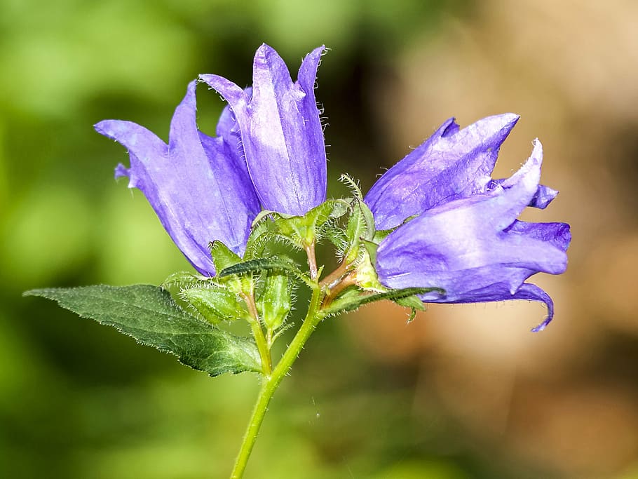 bellflower, blossom, bloom, plant, nature, close-up, leaf, petal HD wallpaper
