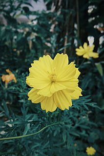 flower, bunga, yellow, smartphone, xiaomi, flowering plant HD wallpaper